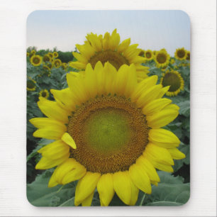 Sonnenblumenserie Mousepad