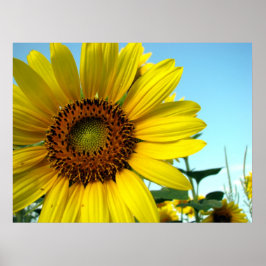 Sonnenblumenserie Poster