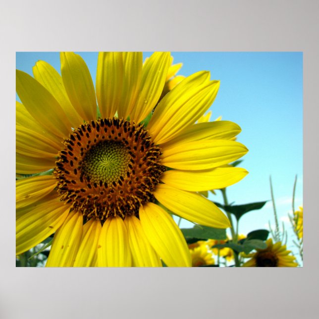 Sonnenblumenserie Poster (Vorne)