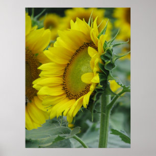 Sonnenblumenserie Poster