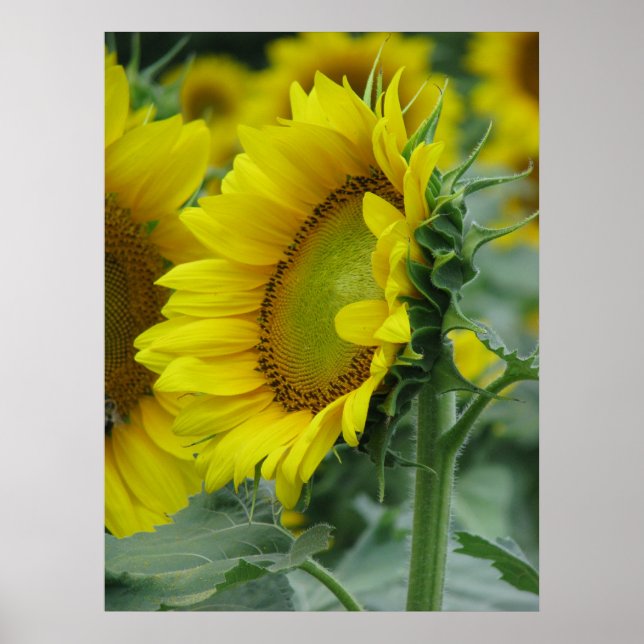 Sonnenblumenserie Poster (Vorne)