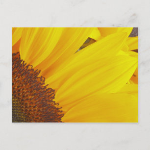 Sonnenblumensonne Postkarte