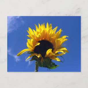 Sonnenblumensonnenkarte Unlinetarisiert Postkarte