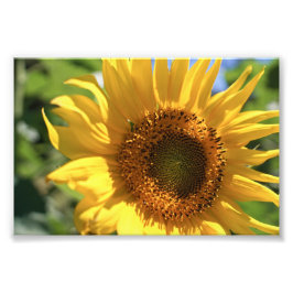 Sonnenblumenstrahlen Fotodruck