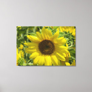 Sonnenblumenzauber (WestCreek), gezackte Canvas Pr Leinwanddruck