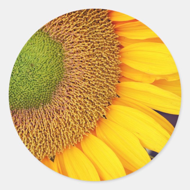 Sonnenblumenzentrum und Petalen Runder Aufkleber (Vorderseite)