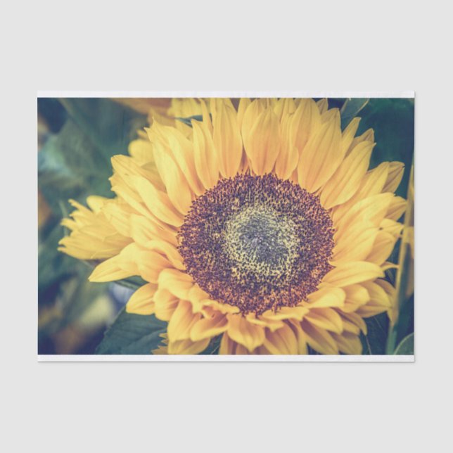 Sonnenblumenzwirn Seidenpapier (Vorderseite)