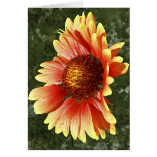 Sonnendurchflutete Gaillardia-Fotografie Innenvorl