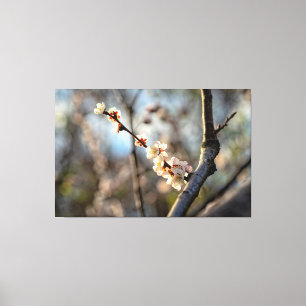Sonnendurchflutete Japanische Aprikosen-Sakura-Wei Leinwanddruck