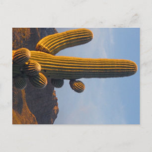 Sonnendurchfluteter Saguaro - Arizona Postkarte