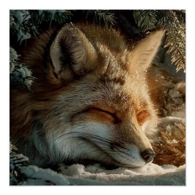 Sonnendurchfluteter Schnee-Fuchs-Ruheplatz Poster (Vorderseite)