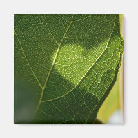 Sonnendurchflutetes-Blatt-Herz-Magnet