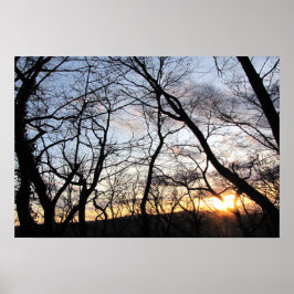 Sonneneinstrahlung durch Äste Poster