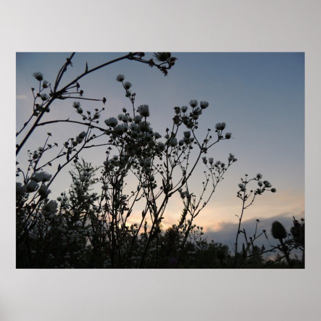 Sonnenfeld wild lebender Blume Poster (Vorne)