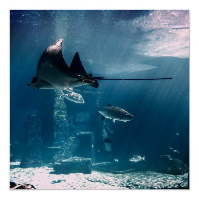 Sonnenfisch Poster (Vorderseite)