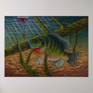 Sonnenfischdruck Poster