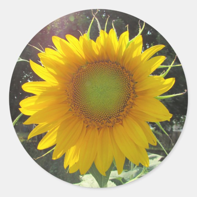 Sonnengelbe Sonnenblume Runder Aufkleber (Vorderseite)