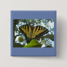 Sonnengelbes Monarch