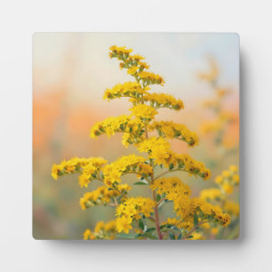 Sonnenhelle gelbe Goldrutenblüte Fotoplatte