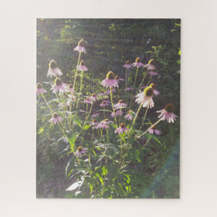 Sonnenhutblumen in der Sonne