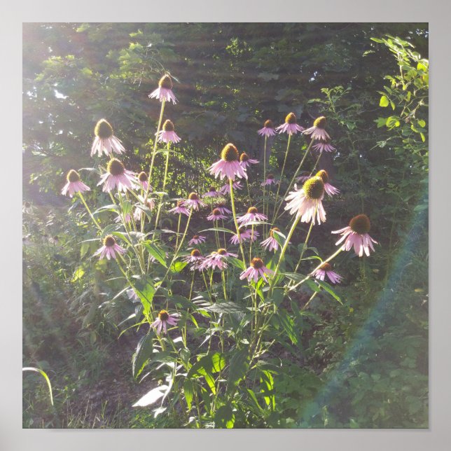 Sonnenhutblumen in der Sonne Poster (Vorne)