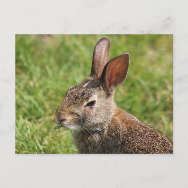 Sonnenkarte Postkarte (Vorderseite)