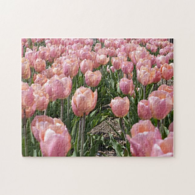 Sonnenküss-Rosa Tulips (Horizontal)