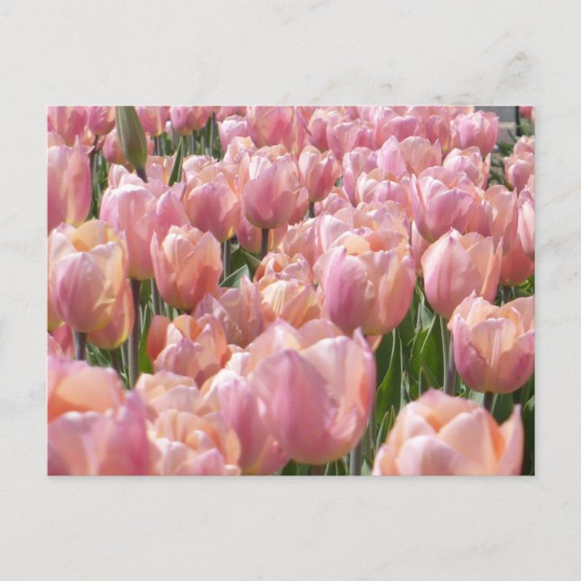 Sonnenküss-Rosa Tulips Postkarte (Vorderseite)