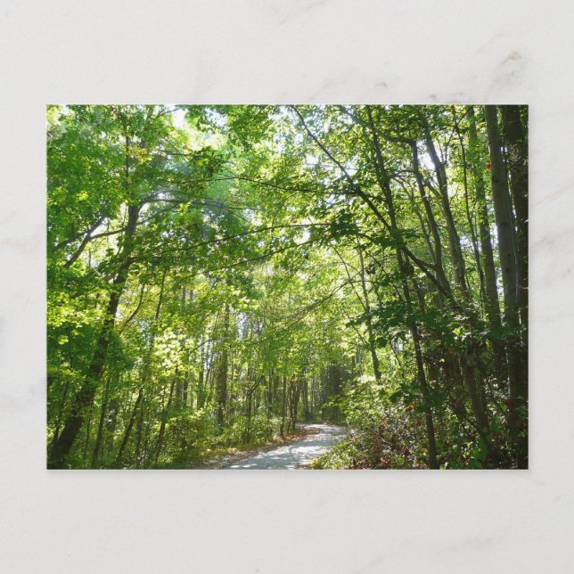 Sonnenlicht auf dem Waldweg im Centennial Park Postkarte (Vorderseite)