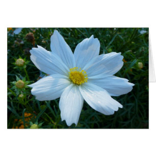 Sonnenlicht auf der Blume Weißkosmos