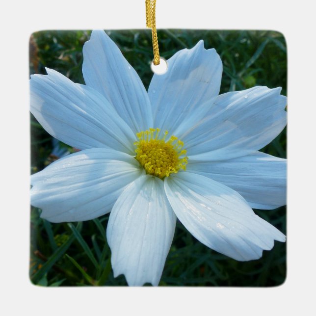 Sonnenlicht auf der Blume Weißkosmos Keramikornament (Vorderseite)