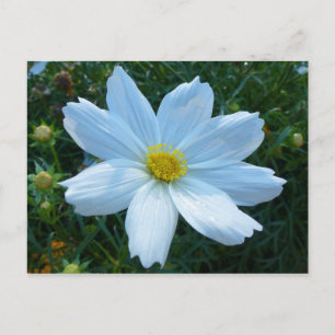 Sonnenlicht auf der Blume Weißkosmos Postkarte