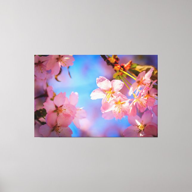 Sonnenlicht auf Sakura Blume Leinwanddruck (Vorderseite)