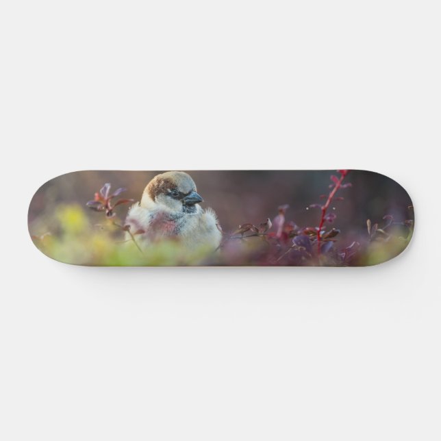 Sonnenlicht Badefinch Skateboard (Horizontal)