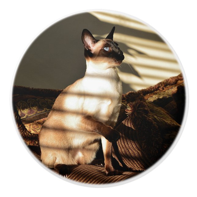Sonnenlicht beschattet siamesische Katze Keramikknauf (Vorderseite)