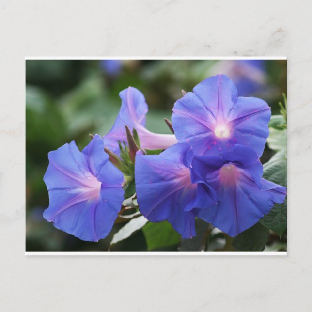 Sonnenlicht Blau und Lavendel Morning Glories Postkarte (Vorderseite)