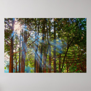Sonnenlicht bricht durch die Kiefern Poster