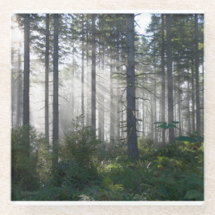 Sonnenlicht, das durch einen nebelhaften Wald Glasuntersetzer