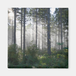 Sonnenlicht, das durch einen nebelhaften Wald Magnet