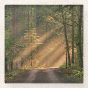 Sonnenlicht, das durch einen Wald glänzt Glasuntersetzer