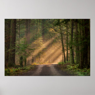 Sonnenlicht, das durch einen Wald glänzt Poster