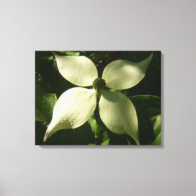 Sonnenlicht Dogwood Blossom Frühlingsblume Leinwanddruck (Vorderseite)