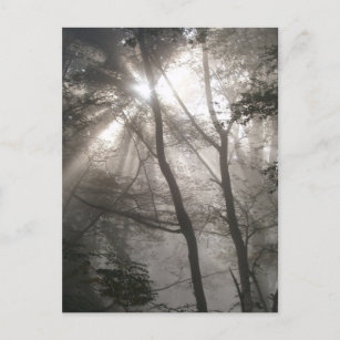 Sonnenlicht durch Bäume dunkles Wald Postkarte