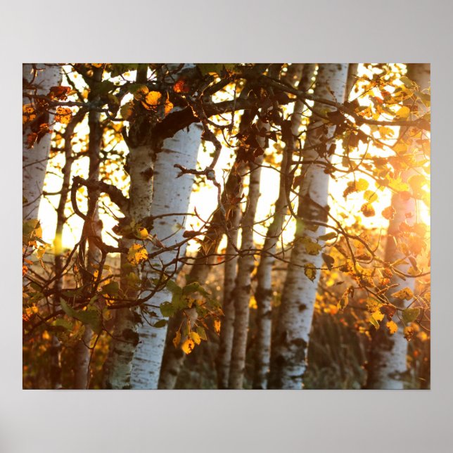 Sonnenlicht durch Birkenbäume 20x16 Postermauer Ku Poster (Vorne)