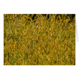 Sonnenlicht durch das große Gras