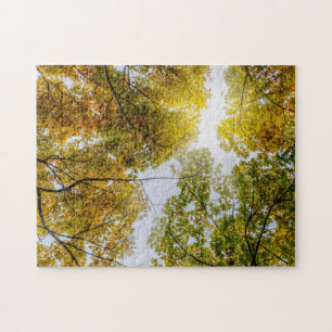 Sonnenlicht durch den Herbst