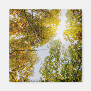 Sonnenlicht durch den Herbst Magnet