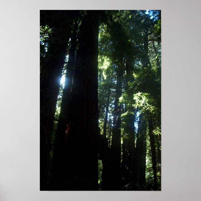Sonnenlicht durch den Redwoods Poster (Vorne)