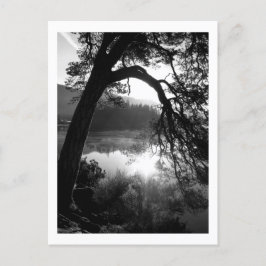 Sonnenlicht durch die Pinien, Derwentwater Postkarte