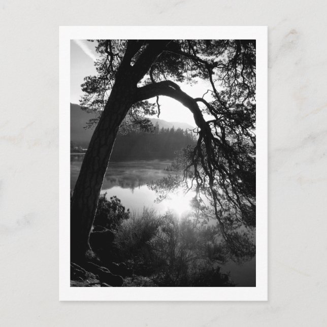 Sonnenlicht durch die Pinien, Derwentwater Postkarte (Vorderseite)